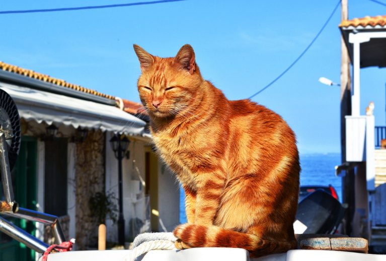 猫　海の見える町