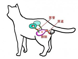 オス猫　泌尿器模式図