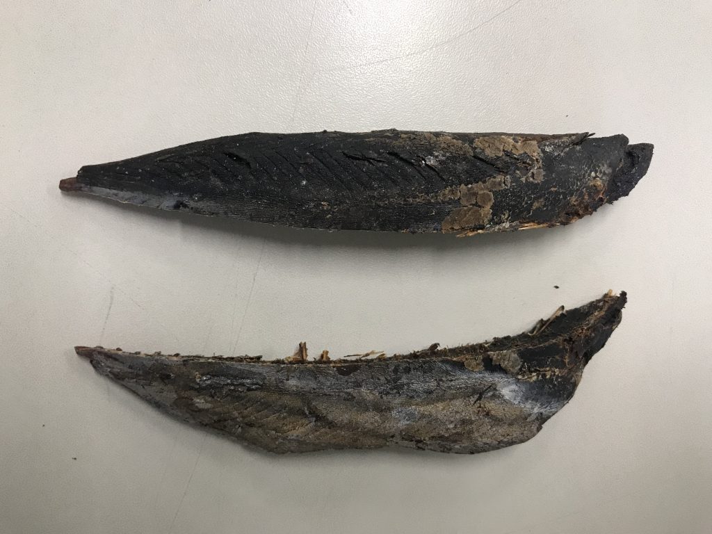 亀節を雄節(背中部分)と雌節(腹部分)で分けると一般的な4つ割の鰹節の状態になる