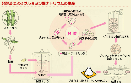 グルタミン酸ナトリウム製造プロセス