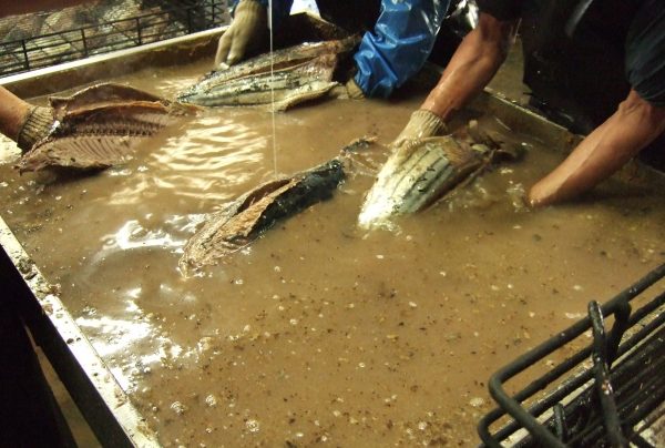 水の中で鰹節を浮かせる