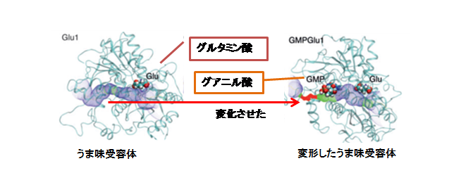 グルタミン酸×グアニル酸　受容体変形