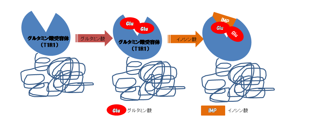 グルタミン酸×イノシン酸の仕組み