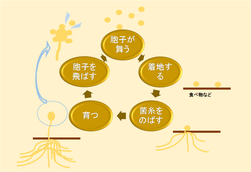 カビのサイクル