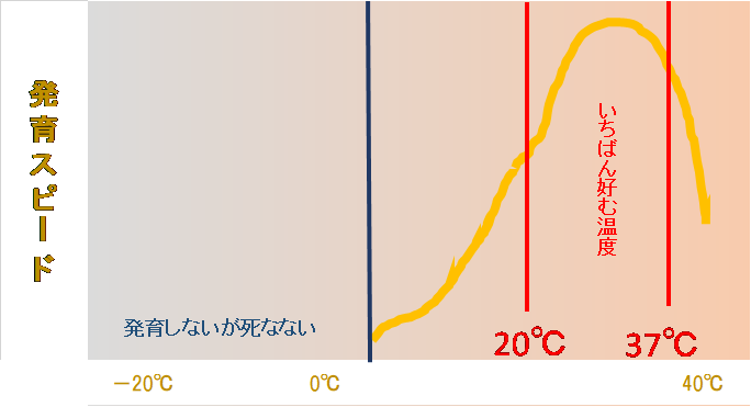 発育スピード　温度