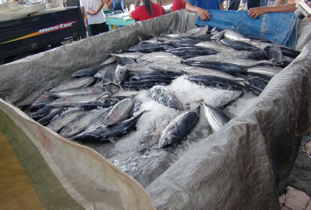 港に水揚げされた鰹