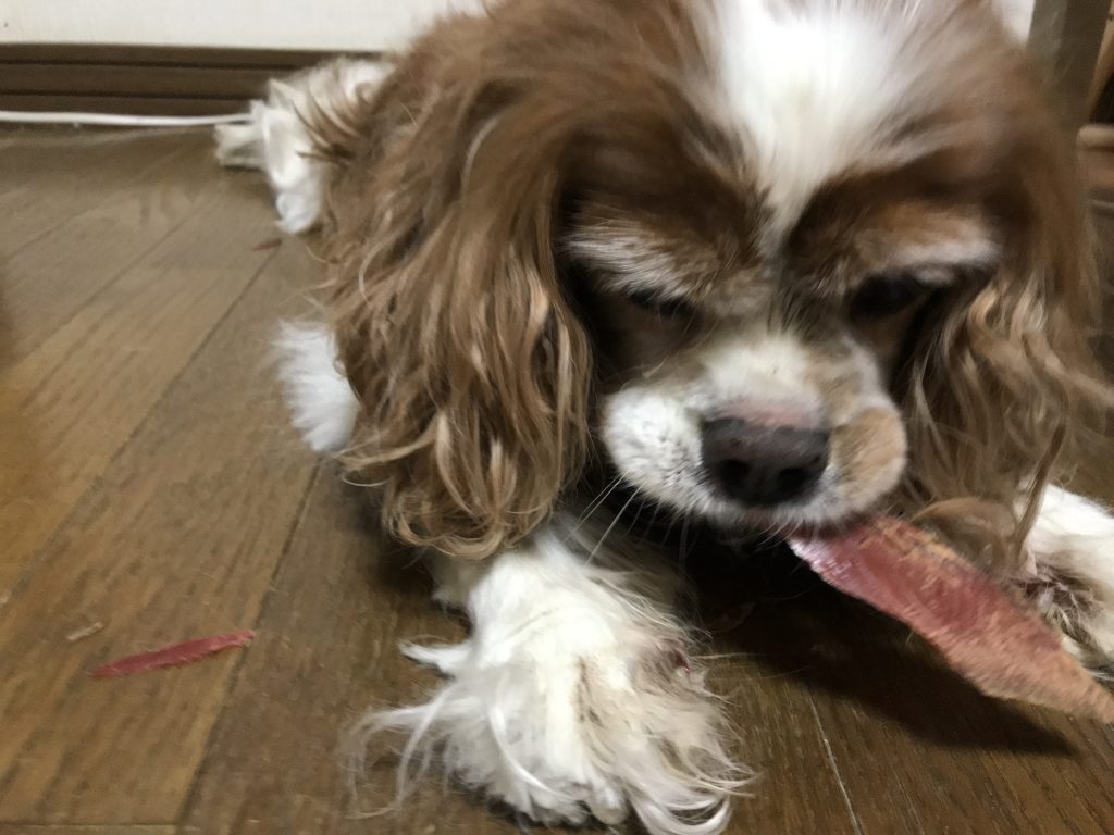 鰹節の厚削りを食べる犬