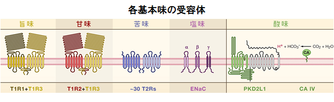 味蕾