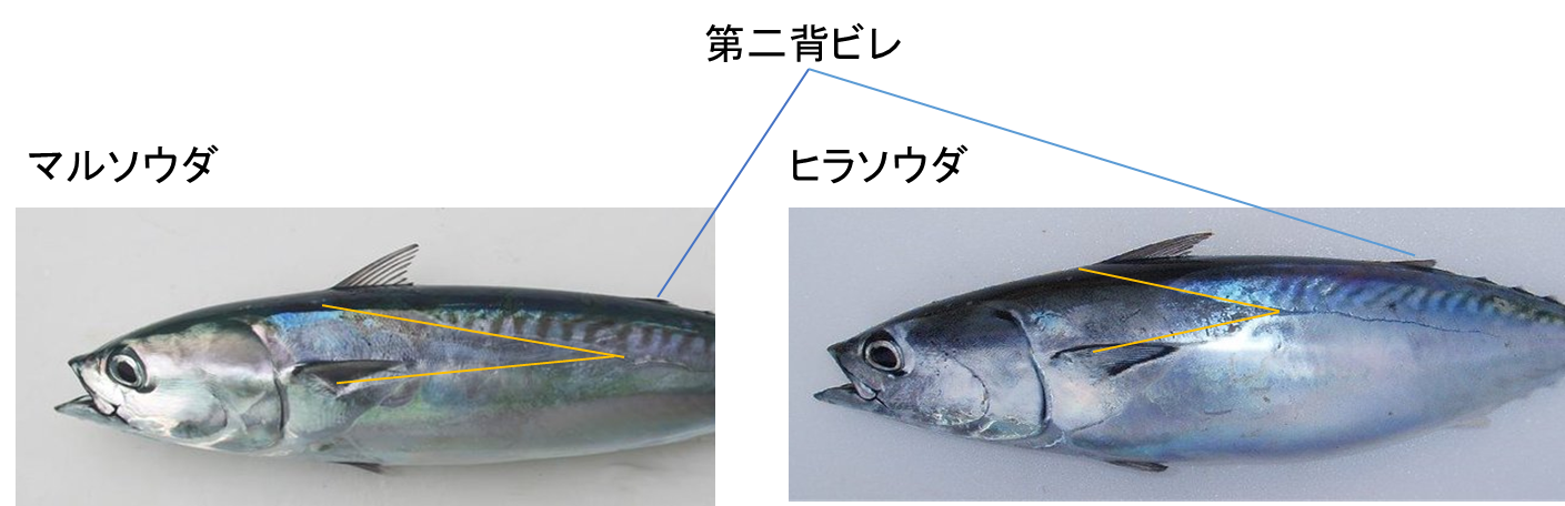 かつおの種類は４種類 それぞれの特徴と食べ方を徹底解説