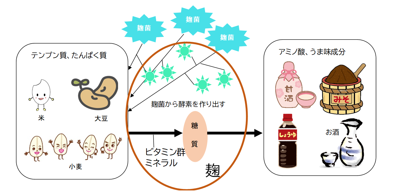 麹菌の働き