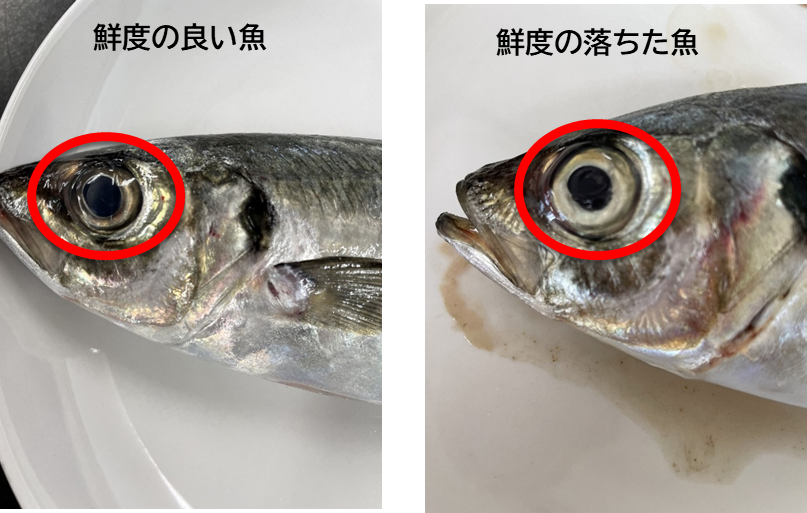 月別 季節別で魚の旬が分かる 旬の魚に関するよくある質問の問答