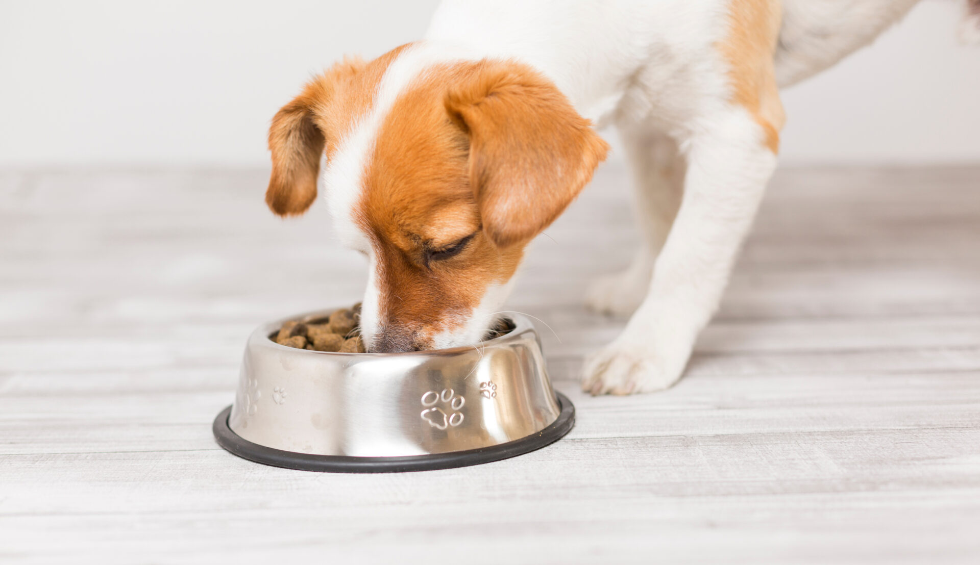 ペット向け製品販売会社様